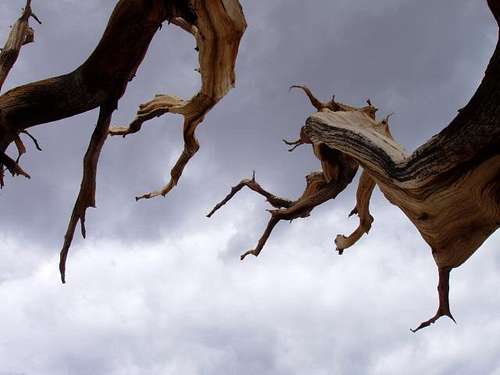 Spooky Bristlecone Pine Branches