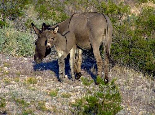 Baby Burro with Mom