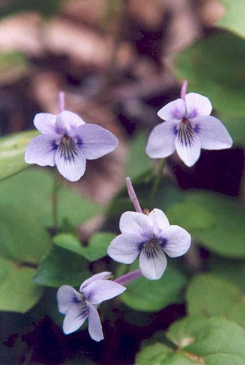 Long Spur Violet (Viola rostrata)