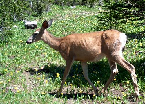 Mule Deer, Piegan Pass, Glacier NP