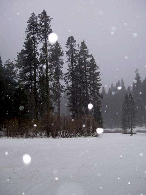 Snow Falling on Pines