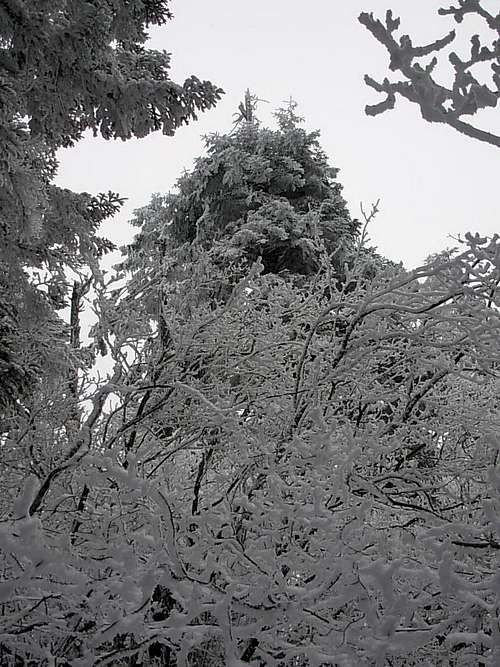 Icy trees on the summit of Dog Mountain