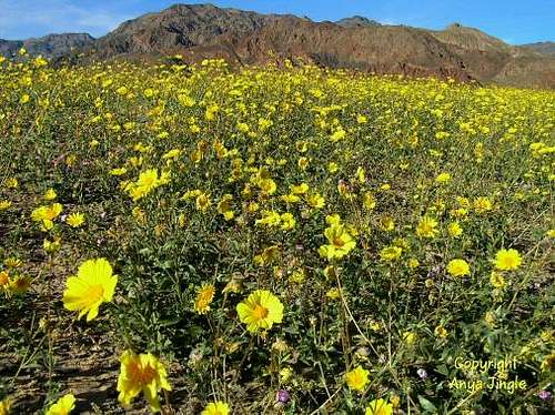 Death Valley 100 Year Bloom