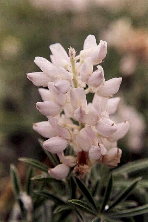 White Silky Lupine (Lupinus sericeus)