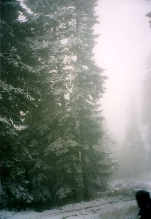 Huge fir-trees in northern Vardoussia