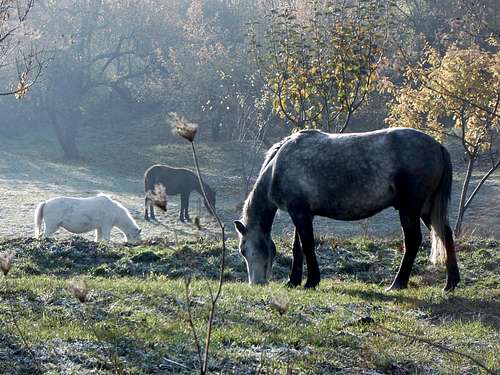horses near Sapareva Bania