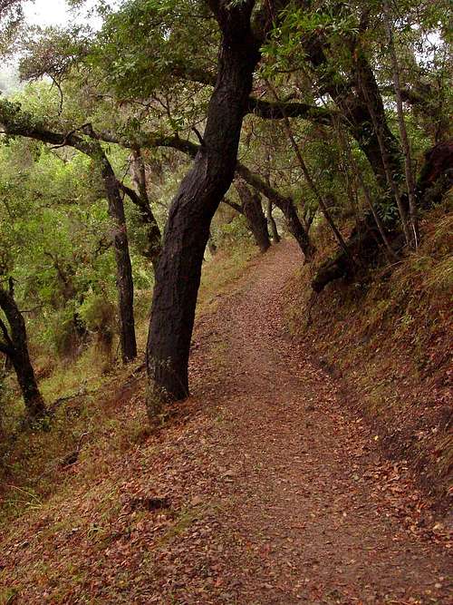 Black Oak Trail