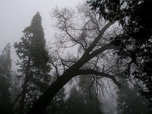 Arching Oak in the Fog
