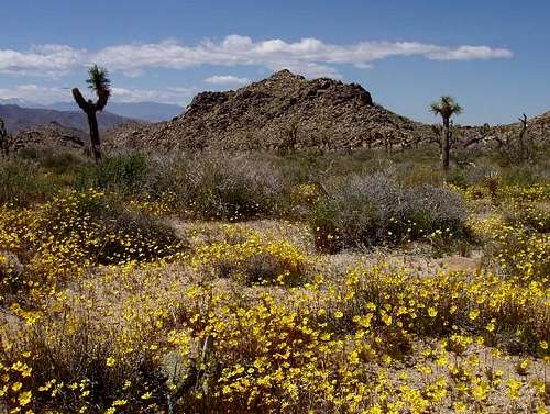 Joshua Tree blooms in the spring!