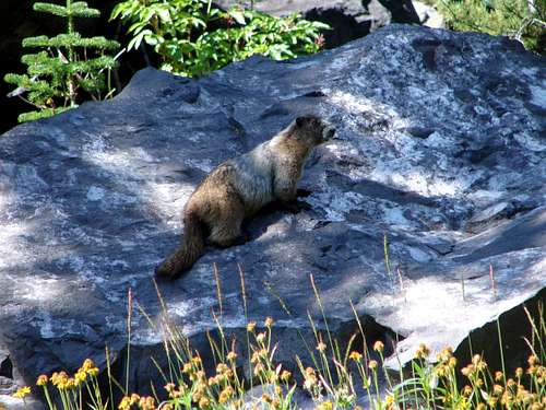 Pasayten Marmot