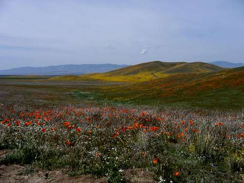California Wildflowers...