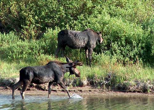 Bull Moose Guarding Pregnant Cow