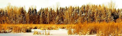 Winter Tree Panorama