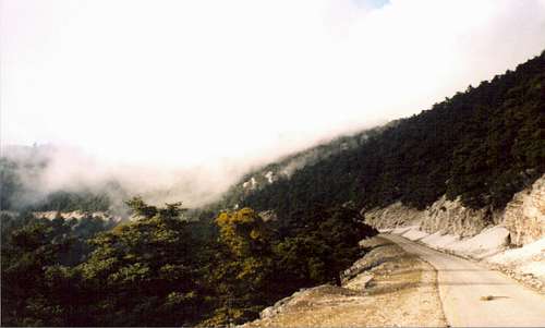 Fir forest,the asphalt that leads to the top and the ridgeline inside the clouds