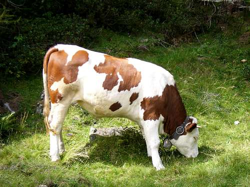 South-tyrolean cow