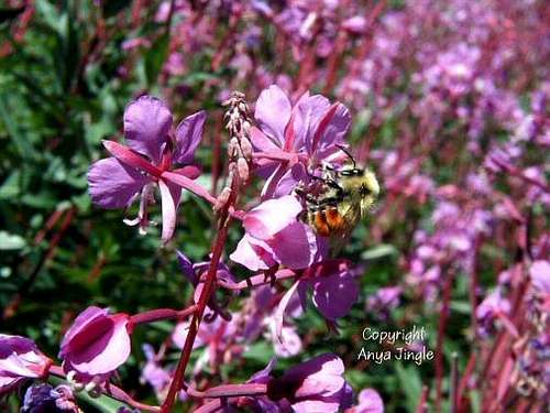 Bee in Fireweed