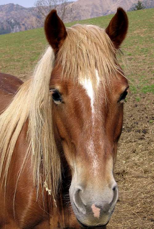 Presolana Horse