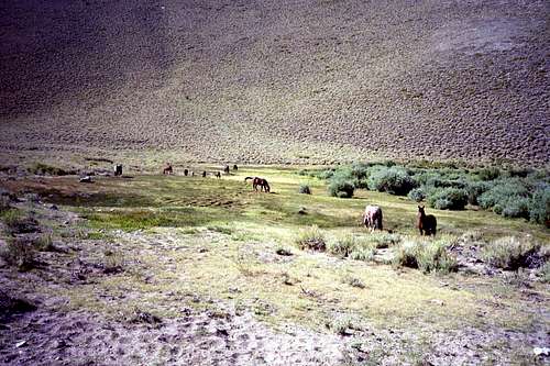 Wild horses in Trail Canyon