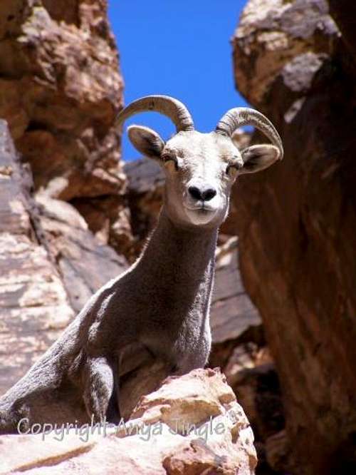 Wildlife of Southern Nevada