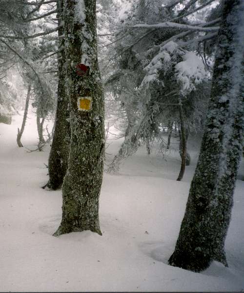 In the path from Paliochori to Skipiza(February 2003)