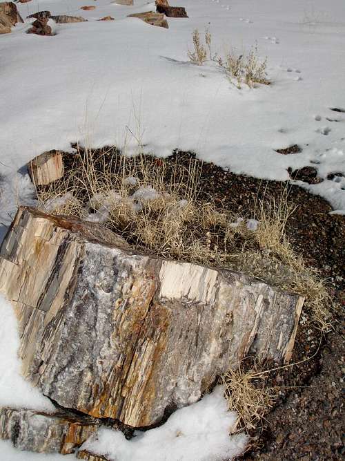 Quartz covered petrified log