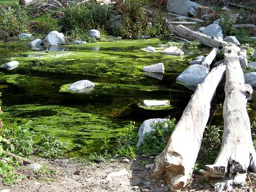 Algae and Watercress in Winter Creek