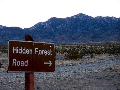 Hidden Forest Road sign
