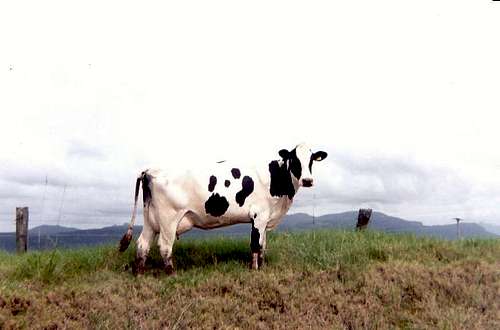 Cow along a scenic drive in Australia
