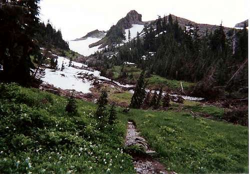 Hoh River Trail, July 2001