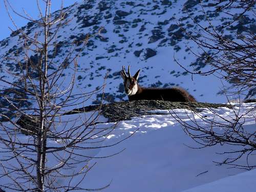 A chamois in the Gran Paradiso National Park