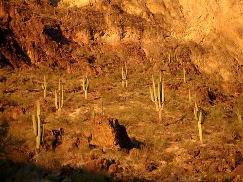 Alpenglow Saguaro
