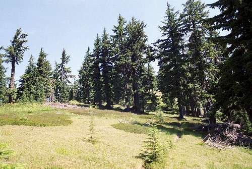 Subalpine Forest Near the Summit