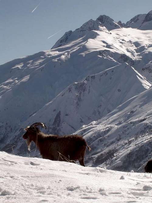 Goat in the Alps