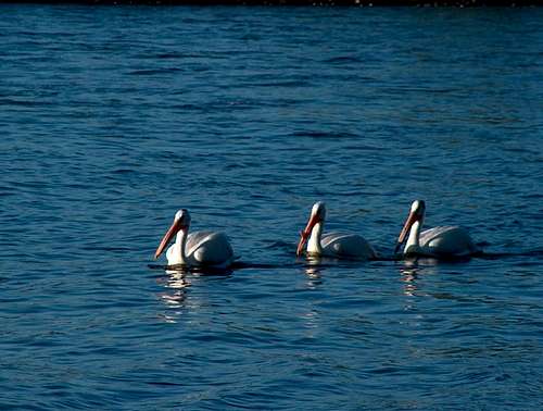 Three Pelicans