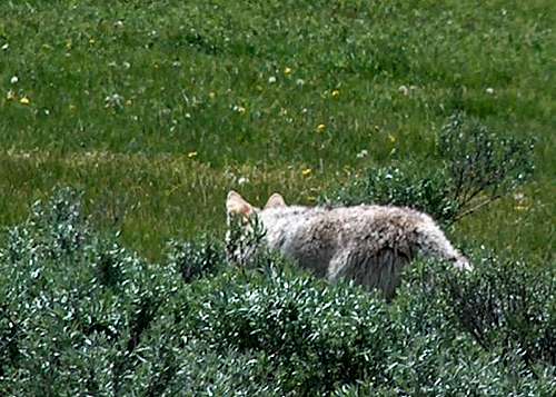Coyote Stalking Rodents