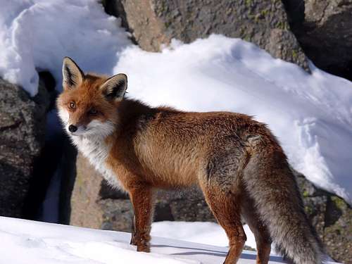 Fauna in Aosta Valley