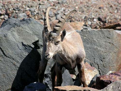 Wild ibex