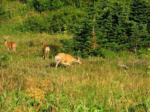 Deer on the trail to Mt Jackson