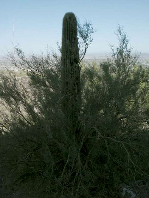 Palo Verde dying due to Saguaro