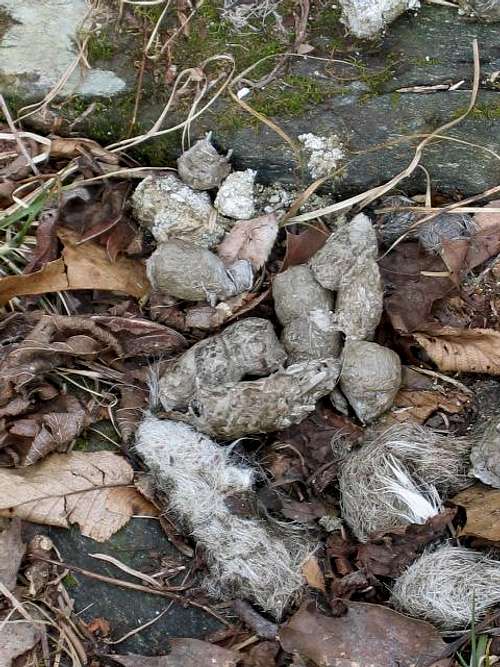 Bobcat poop.