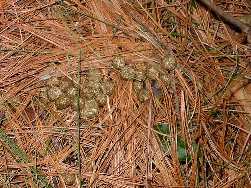 Cottontail rabbit scat.