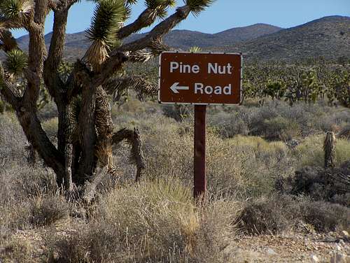 Pine Nut Camp
