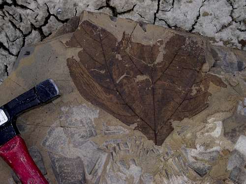 Leaf Fossil from New Mexico
