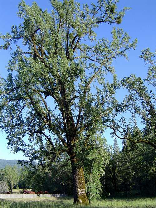 Tallest Oak in California