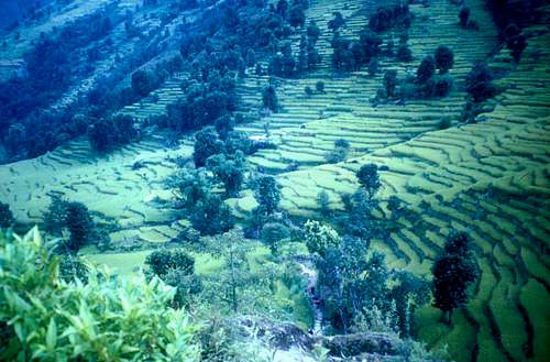 Rice fields after Bahundanda