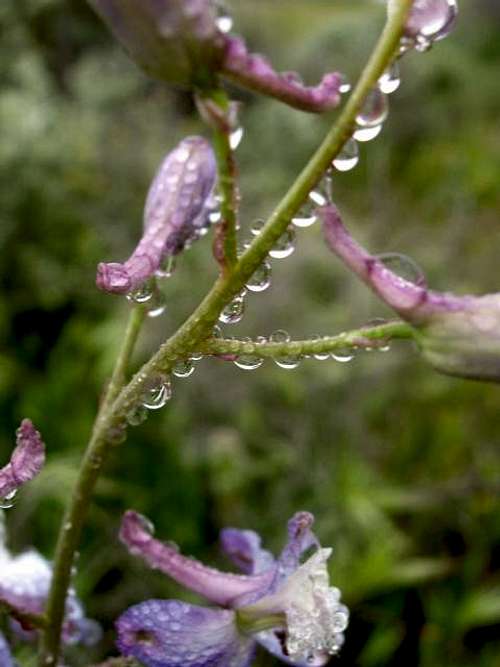 Dew on the Larkspur Stem