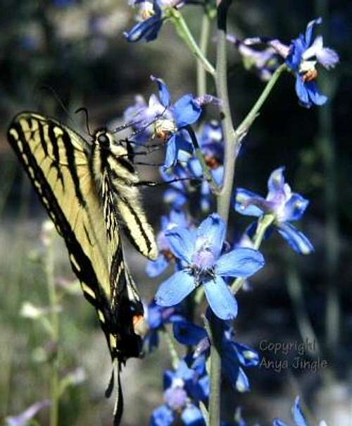 Desert Larkspur with Swallowtail butterfly