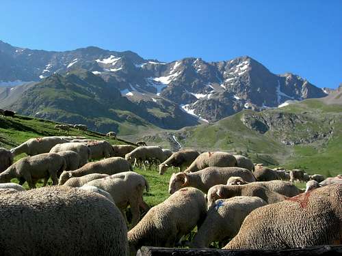 Col de Galibier sheep 2