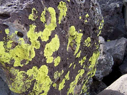 Lichens on Lava Rock