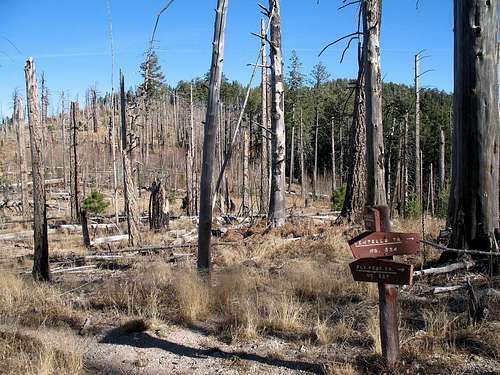 Trail junction amidst burnt forest